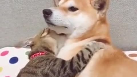 A cat and dog hug