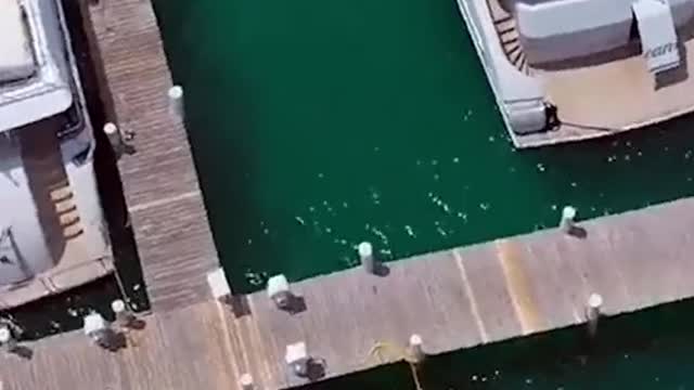 Clips you need to see 😮🌏
