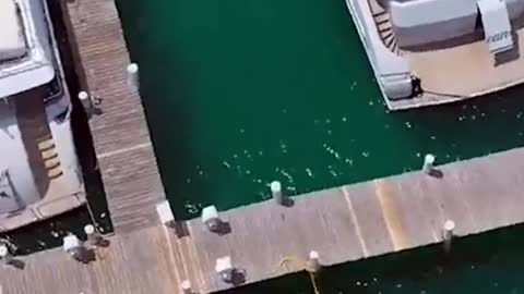 Clips you need to see 😮🌏
