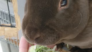 Judge Fudge the bunny loves sweet kale salad mix