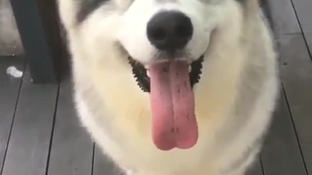 funny & cute animals