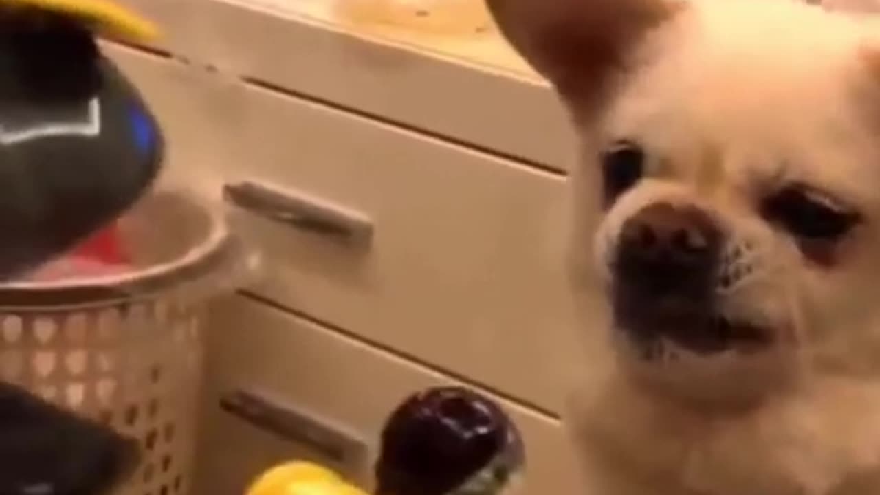 Most Confused Pets, Funny Moments #shorts #viral #shortsvideo #video