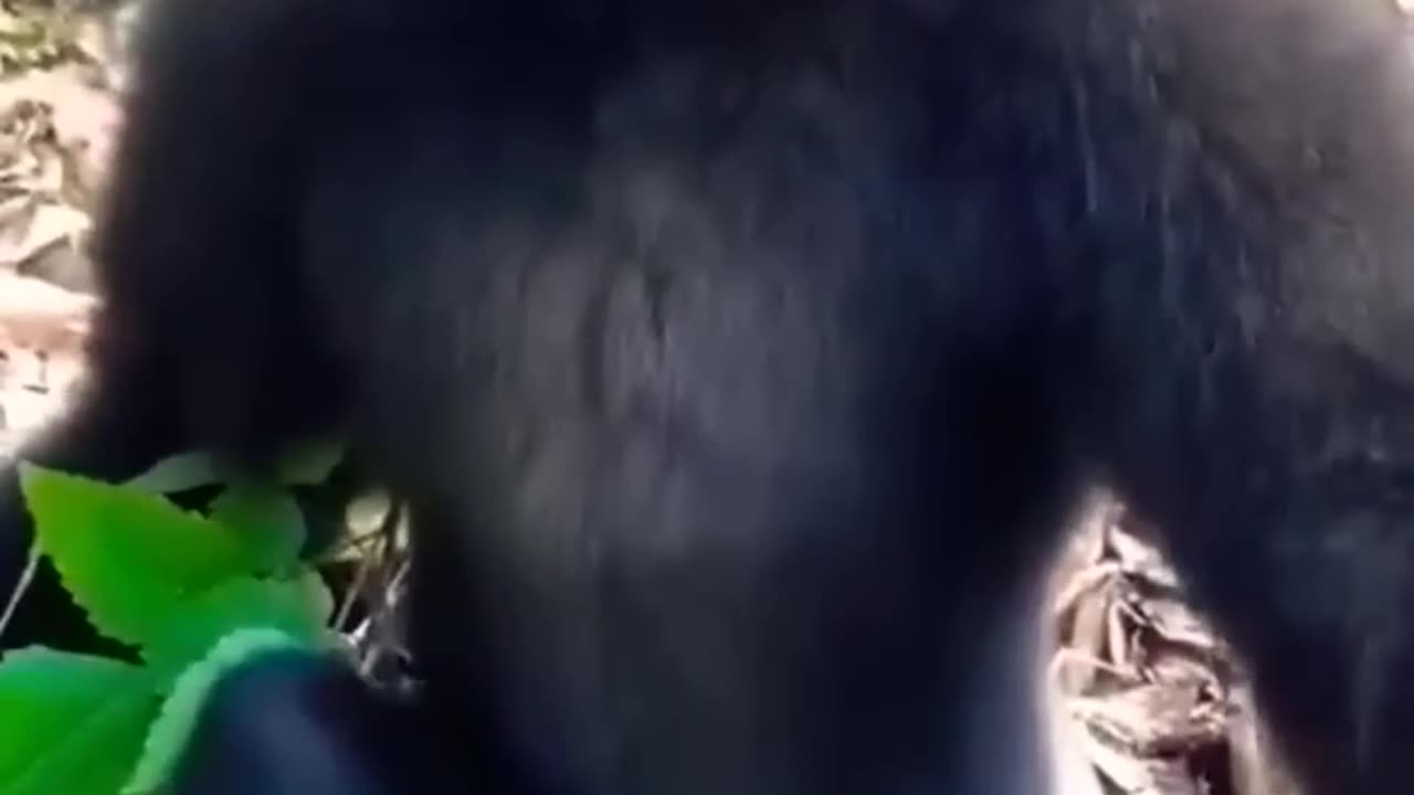 gibbon_monkey_sound__animal_behavior___Oddly_satisfying_video_#Shorts