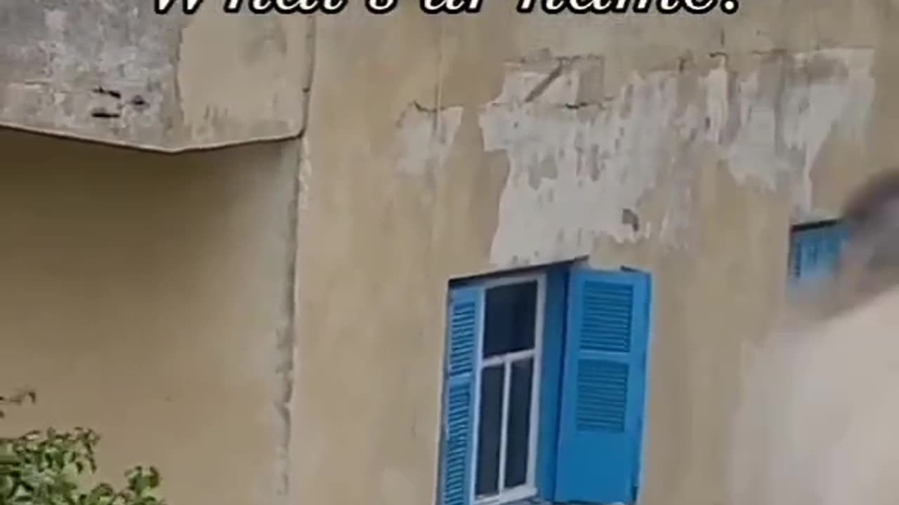 Funny dogs with personal issue