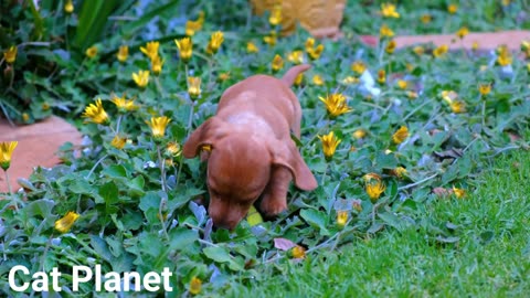 cute dogs