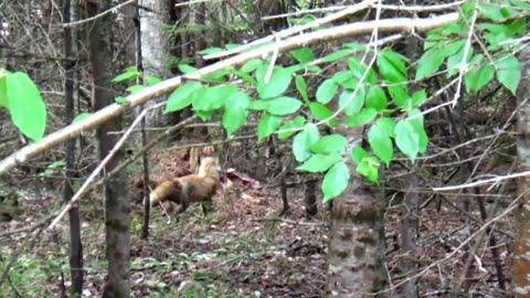 Red Fox