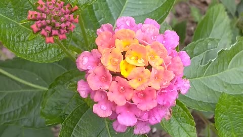 Lantana