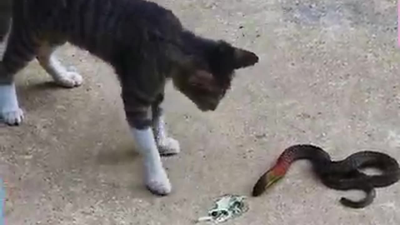 This snake got too close to a cat’s house and so it quickly came to defense