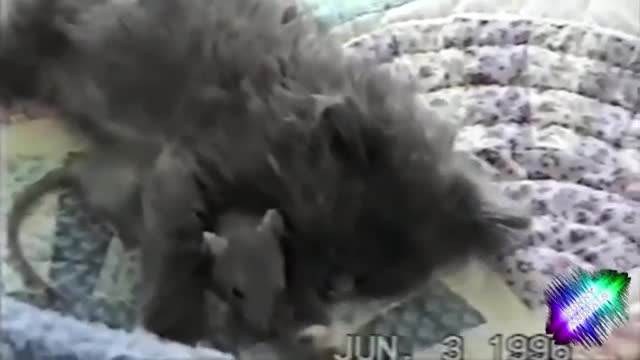 ТОП ПРИКОЛЫ С ЖИВОТНЫМИ FUNNY ANIMALS youtube original 1