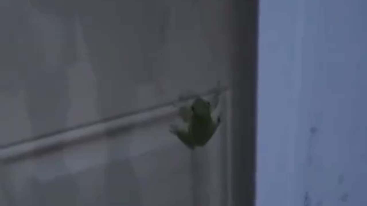 A frog that ate a firefly