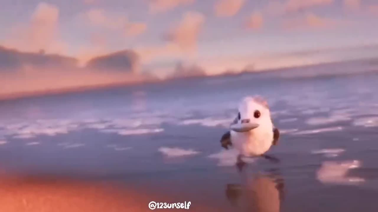 Cute Bird Video