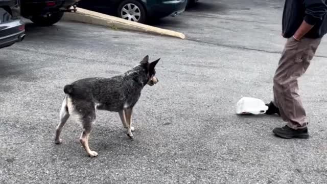 Dog goalie training