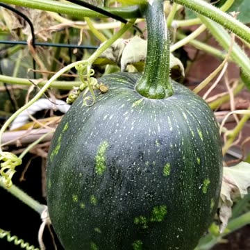 Harvesting Last green pumpkin of season 2023