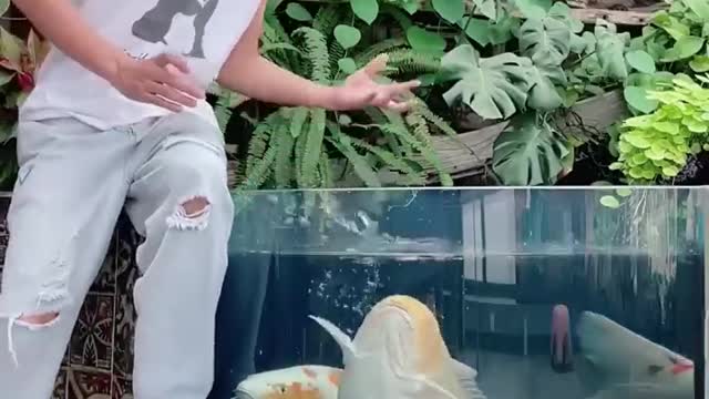 Petting koi fish smart