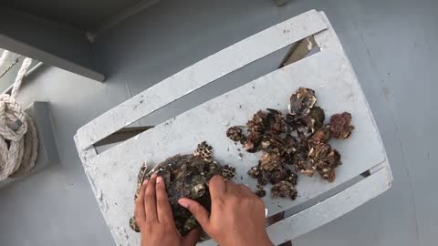 Rescue Sea Turtle Removing Barnacles From a Poor Sea Turtle | animals, Nature, turtles, ocean, ASMR