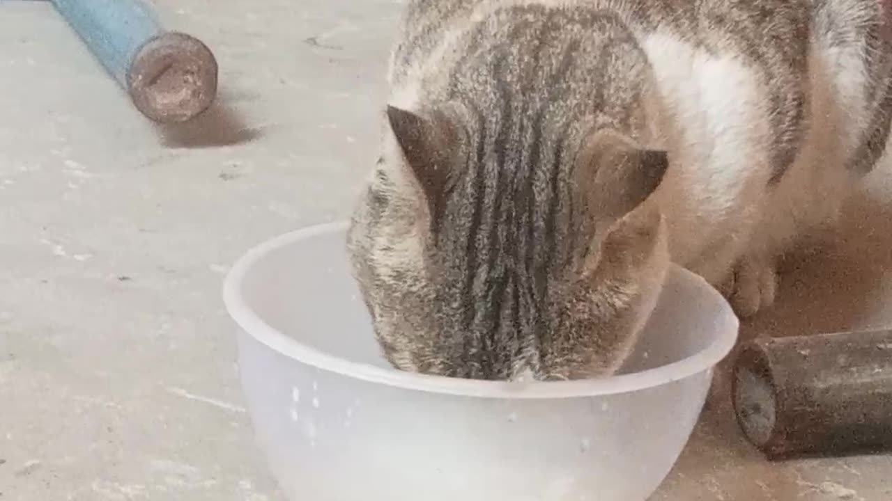 Cute Cat πΊπ
