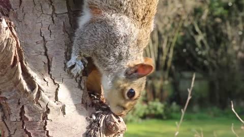 Squirrel head grey squirrel eating.