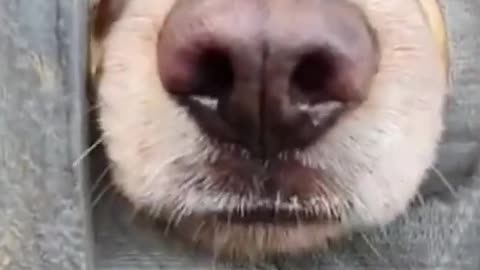Funny Dog 🐕