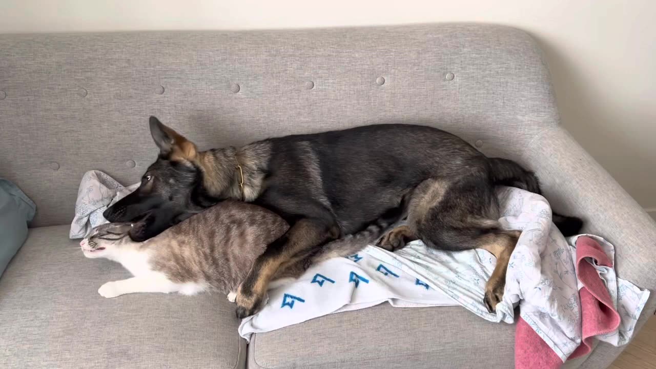 dog and cat kissing 🐶❤️😽