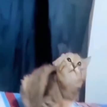 cat funny video