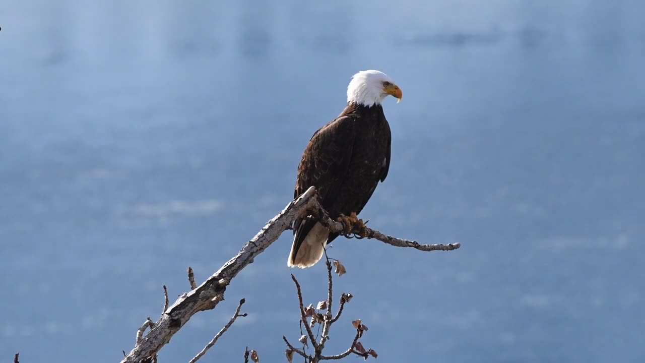 Bald eagle