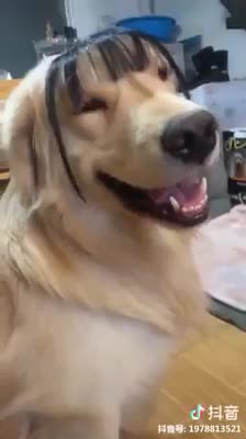 Let's cut bangs and go out