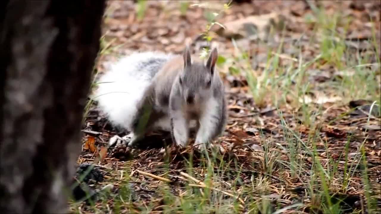 squirrel animal rodent fur cute