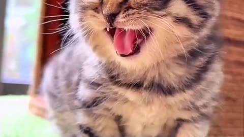 Cats funny video all world entertainment