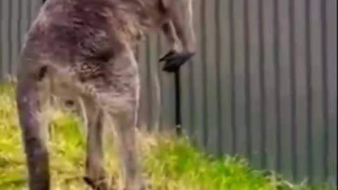 #shorts Funny Animals Videos, Animals Funny Videos #funnyanimals #animalsfunny #atharvallinone