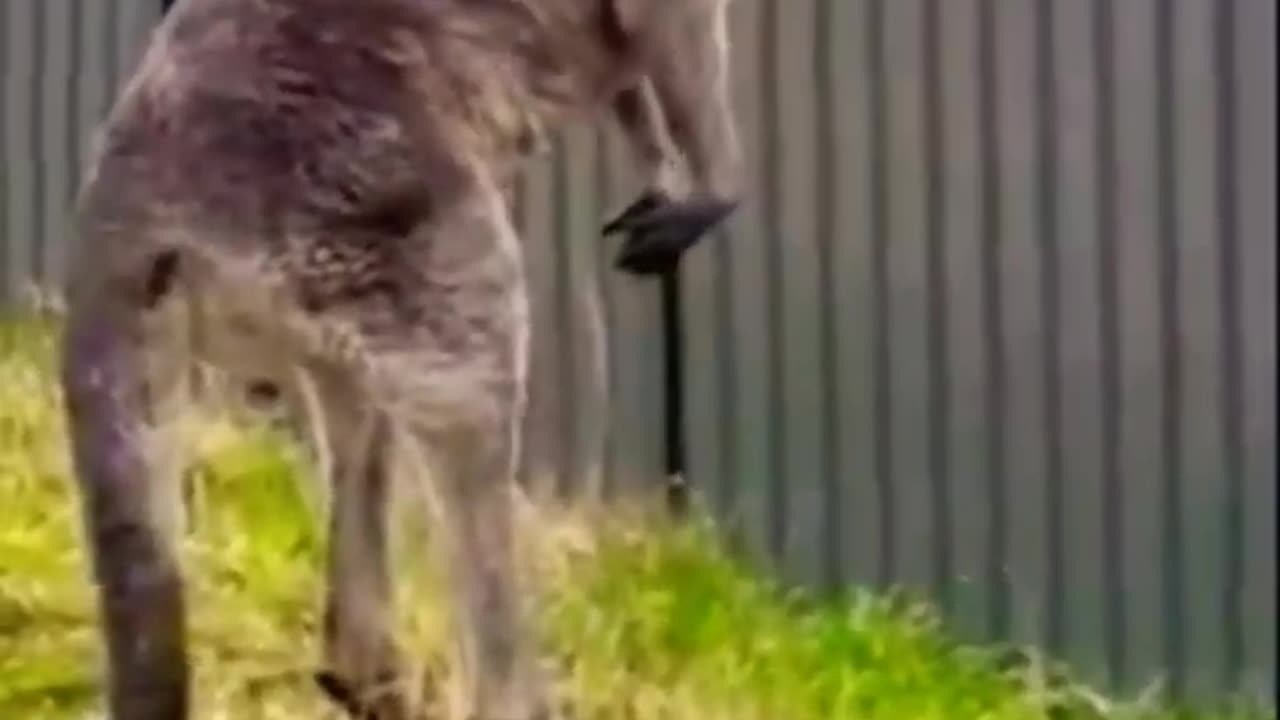 #shorts Funny Animals Videos, Animals Funny Videos #funnyanimals #animalsfunny #atharvallinone