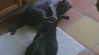 Cats having a morning spat