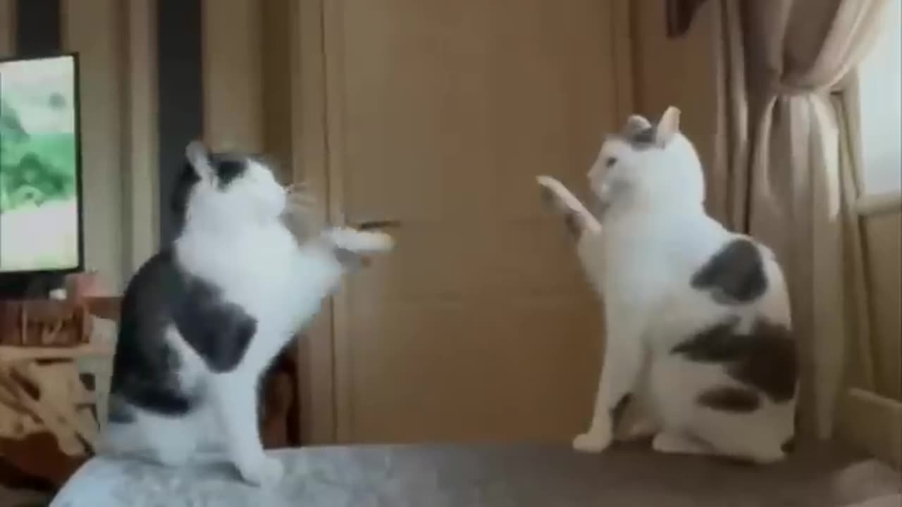So you want a cat