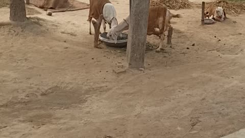Cute goat fighting 🤩