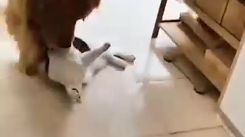 Must See cat and dogs