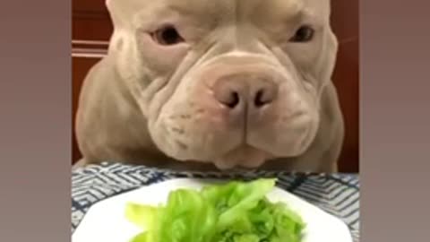 PitBulls Love Their Veggies