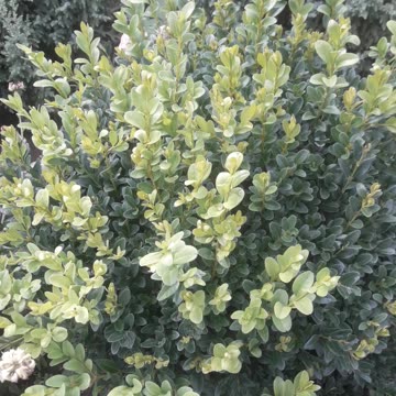 Boxwood