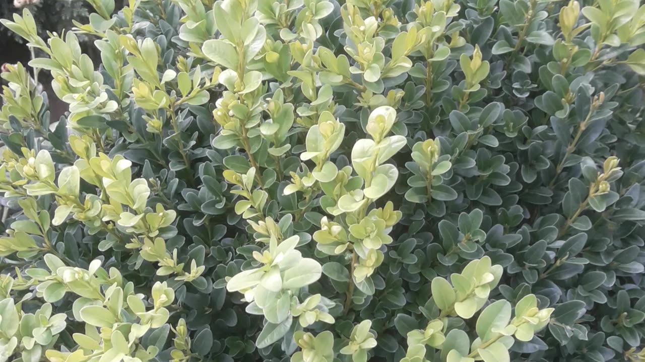 Boxwood