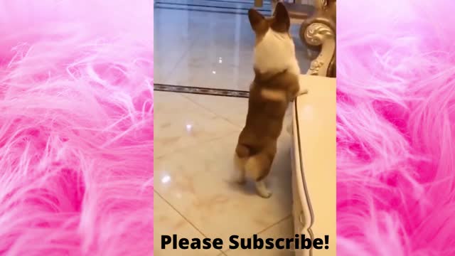 FUNNY CUTE PETS