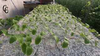 Cucumber Plants sprouting time lapse