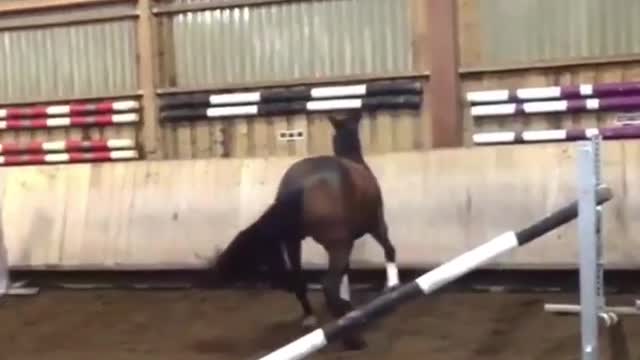 Funny and Cute Horse Videos That Will Change Your Mood For Good