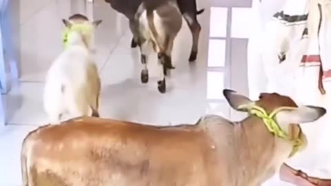 Cute cow baby