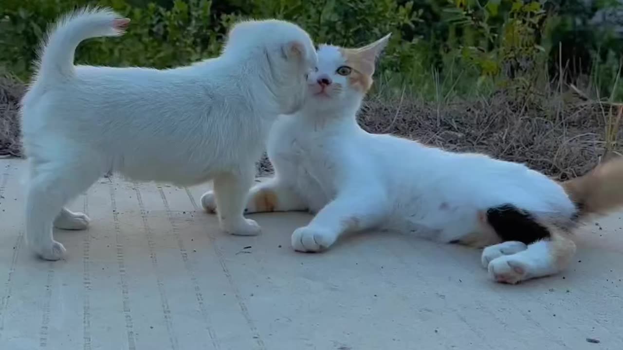 "Adorable Cat and Kitten Love: Heartwarming Moments"