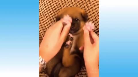 Top Funny Videos - Top Comedy videos trending animal videos latest