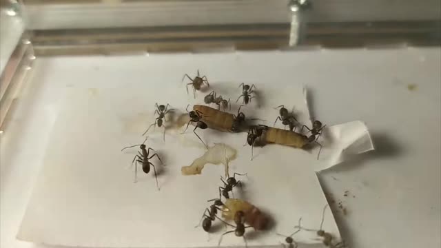 Ants eat mealworm (16X) | Camponotus nicobarensis