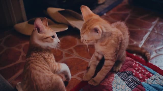 Two Cute Kitty's Playing