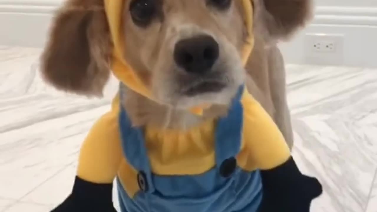 dog in style