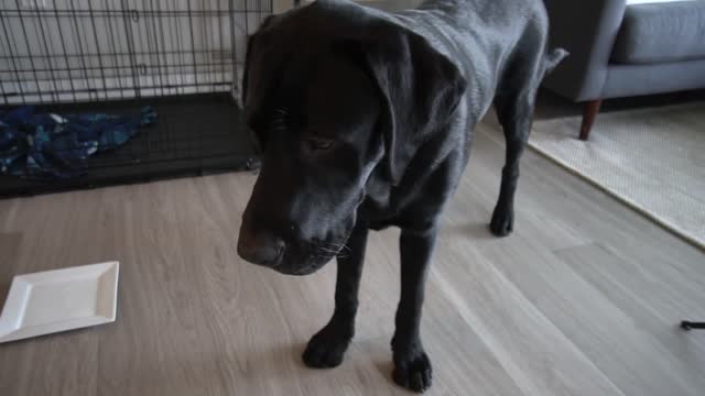 Testing My Labradors Agility!!