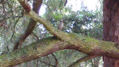 Eastern bobwhite quail calling