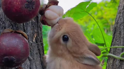 Cute pet rabbit, eating mangosteen