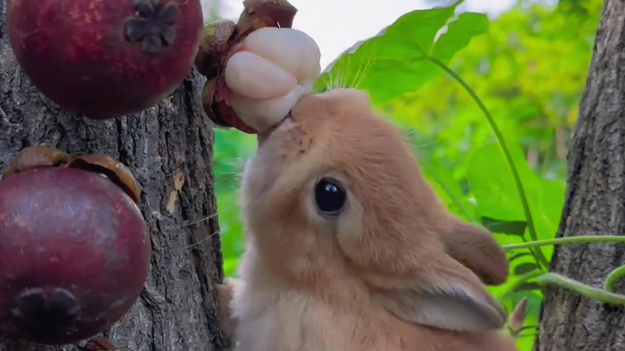 Cute pet rabbit, eating mangosteen